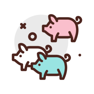 Mini Pigs